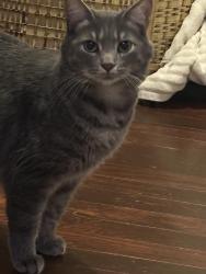 Lost Male Cat last seen Seminole road, Bristol, VA 24201