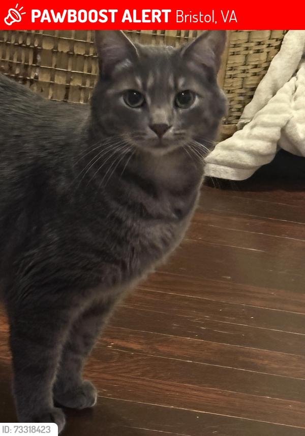 Lost Male Cat last seen Seminole road, Bristol, VA 24201