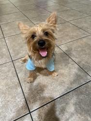 Lost Male Dog last seen Near av and lower buckeye, Phoenix, AZ 85043