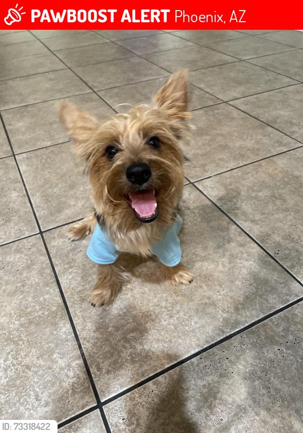 Lost Male Dog last seen Near av and lower buckeye, Phoenix, AZ 85043