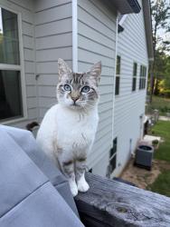 Lost Female Cat last seen Highpoint Rd, Villa Rica, GA 30180