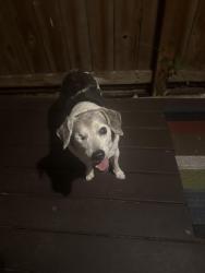 Reunited Unknown Dog last seen Ed’s pharmacy, Missouri City, TX 77459