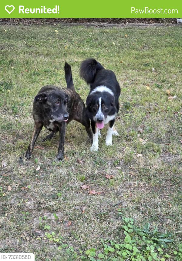 Reunited Unknown Dog last seen S. Madaline Terrace, Springfield, MO 65804