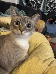 Lost Female Cat last seen Edgewood rd and Edgewood ct, New Market, MD 21774