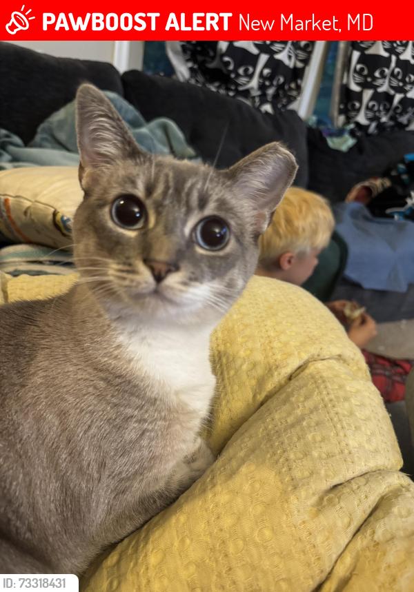 Lost Female Cat last seen Edgewood rd and Edgewood ct, New Market, MD 21774