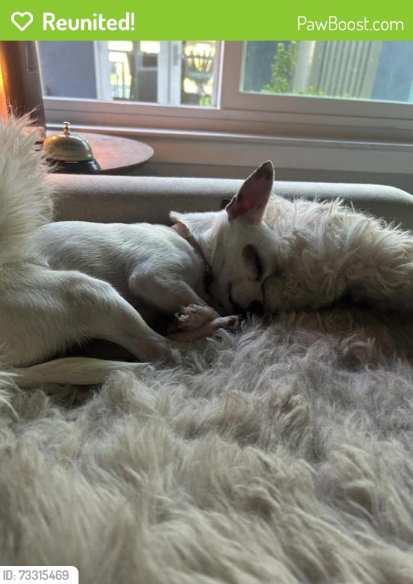 Reunited Female Dog last seen Last seen by courthouse, Fairfield, CA 94533