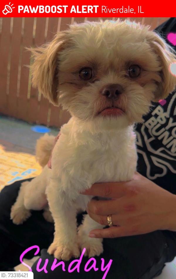 Lost Male Dog last seen Lowe street Riverdale, Riverdale, IL 60827