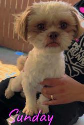 Lost Male Dog last seen Lowe street Riverdale, Riverdale, IL 60827