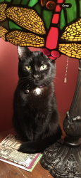 Reunited Female Cat last seen 25th and Valencia St, San Francisco, CA 94110