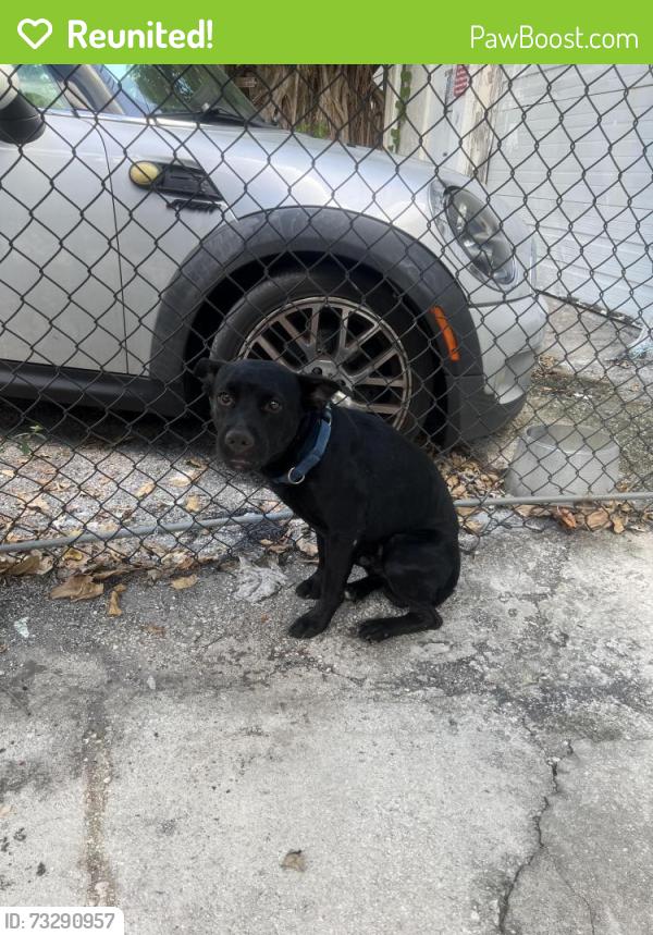 Reunited Male Dog last seen Near north federal hwy 33020, Hollywood, FL 33020