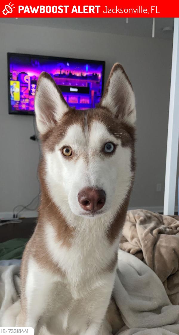 Lost Male Dog last seen Warrington st, Jacksonville, FL 32210