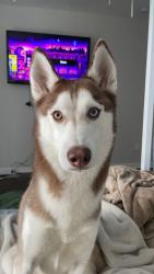 Lost Male Dog last seen Warrington st, Jacksonville, FL 32210