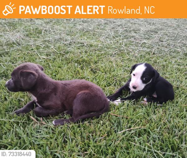 Found/Stray Unknown Dog last seen Dew Rd & Union School Rd, Rowland, NC 28383