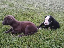 Found/Stray Unknown Dog last seen Dew Rd & Union School Rd, Rowland, NC 28383