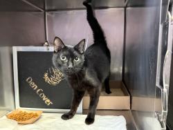 Shelter Stray Male Cat last seen Near Lott Avenue, BROOKLYN, NY, 11212, 326 E 110th St, New York, NY 10029, USA