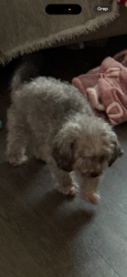 Lost Female Dog last seen Cormorant Court, Splendora, TX, Montgomery County, TX 77372