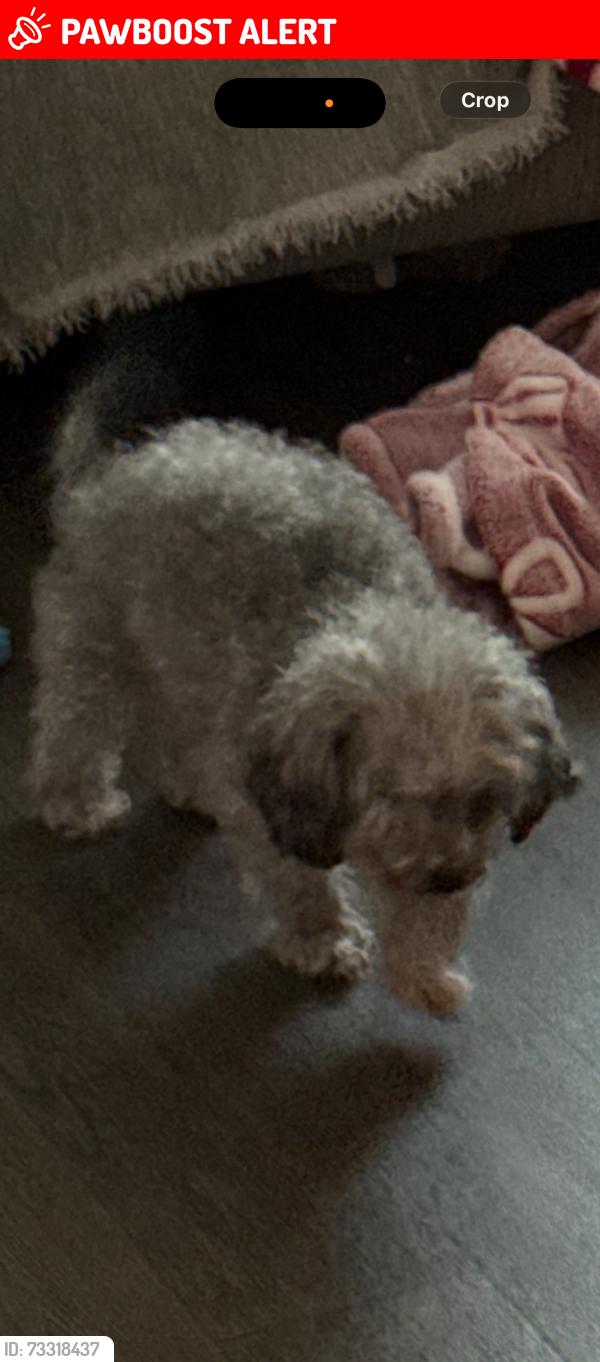 Lost Female Dog last seen Cormorant Court, Splendora, TX, Montgomery County, TX 77372