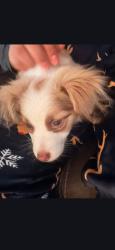 Reunited Male Dog last seen Near village row, San Antonio, TX 78218