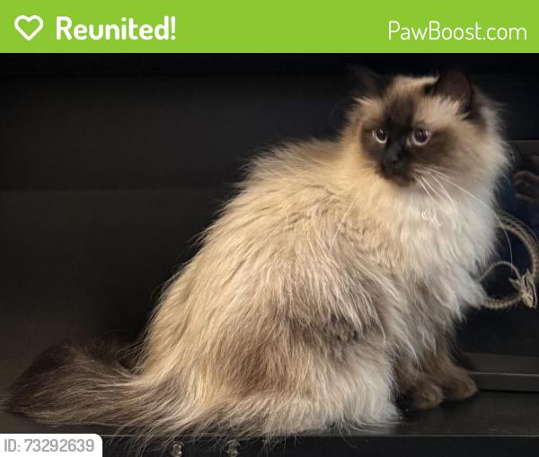 Reunited Male Cat last seen William & Carroll, Alton, IL 62002