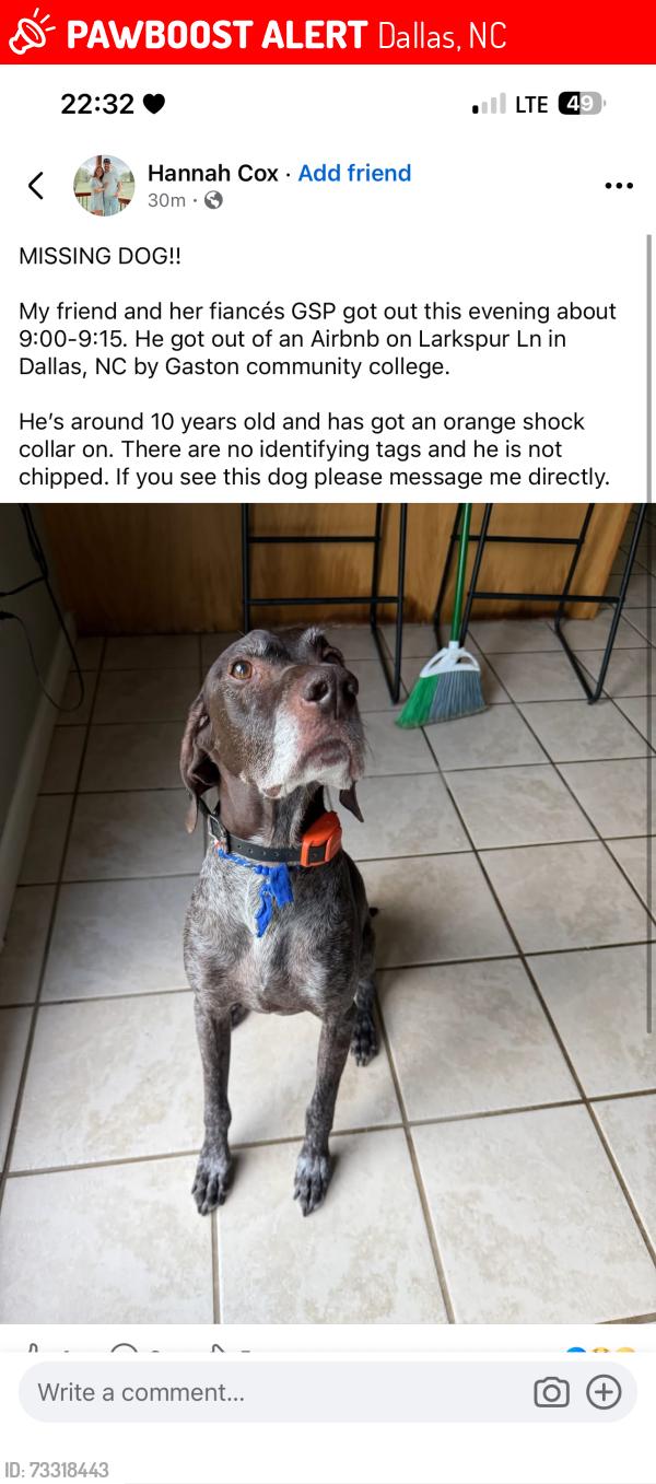 Lost Male Dog last seen Dallas, NC, Dallas, NC 28034