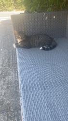 Lost Male Cat last seen Sipson road sipson way Westdrayton, Sipson, England UB7 0HZ