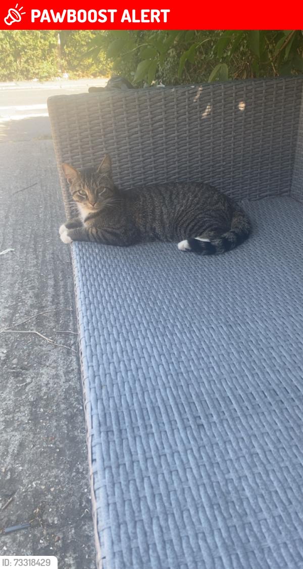 Lost Male Cat last seen Sipson road sipson way Westdrayton, Sipson, England UB7 0HZ
