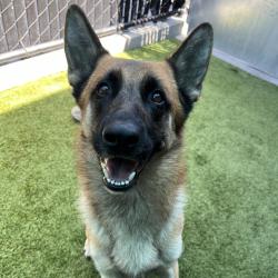 Shelter Stray Male Dog last seen Near Kaplan Drive, San Diego, CA, 92123, El Cajon, CA 92020, USA