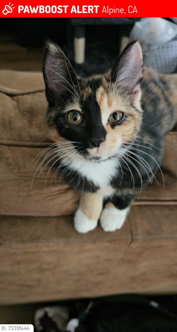 Lost Female Cat last seen Near tavern rd alpine, Alpine, CA 91901