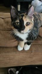 Lost Female Cat last seen Near tavern rd alpine, Alpine, CA 91901