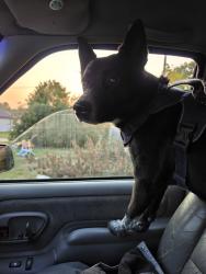 Lost Male Dog last seen Just West of Rustys in St. Anthony, Saint Anthony, ND 58566
