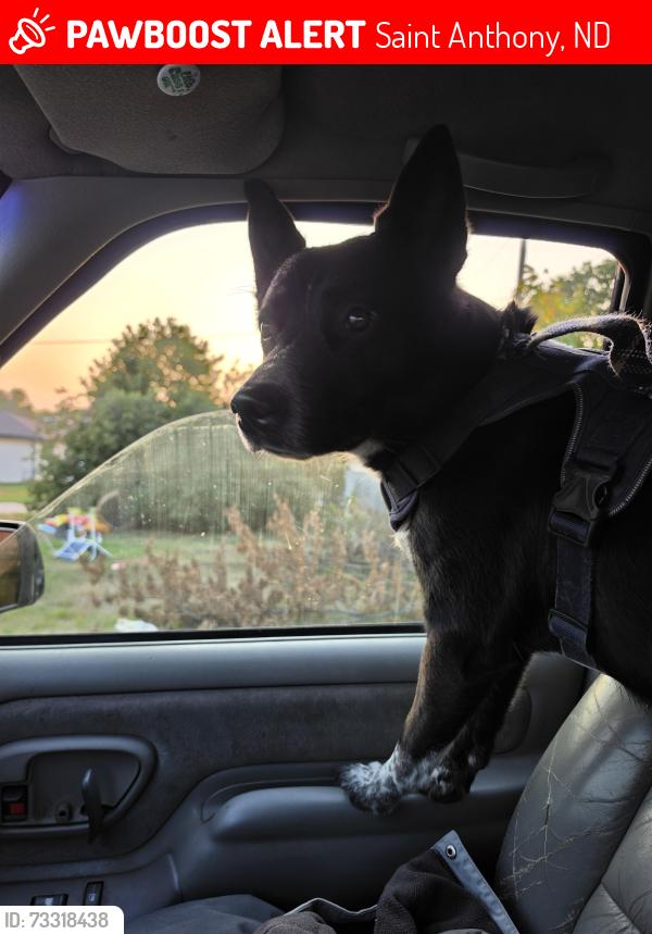 Lost Male Dog last seen Just West of Rustys in St. Anthony, Saint Anthony, ND 58566
