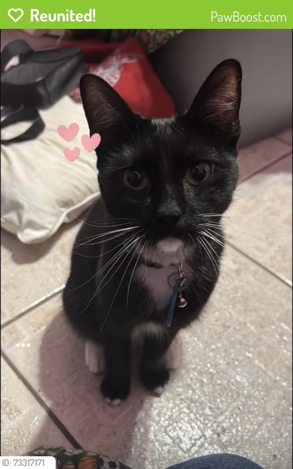Reunited Male Cat last seen Beechaven Dr, San Antonio, TX 78207, USA, San Antonio, TX 78207