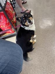 Found/Stray Female Dog last seen Simmons and Santa Fe, Logan County, OK 73025
