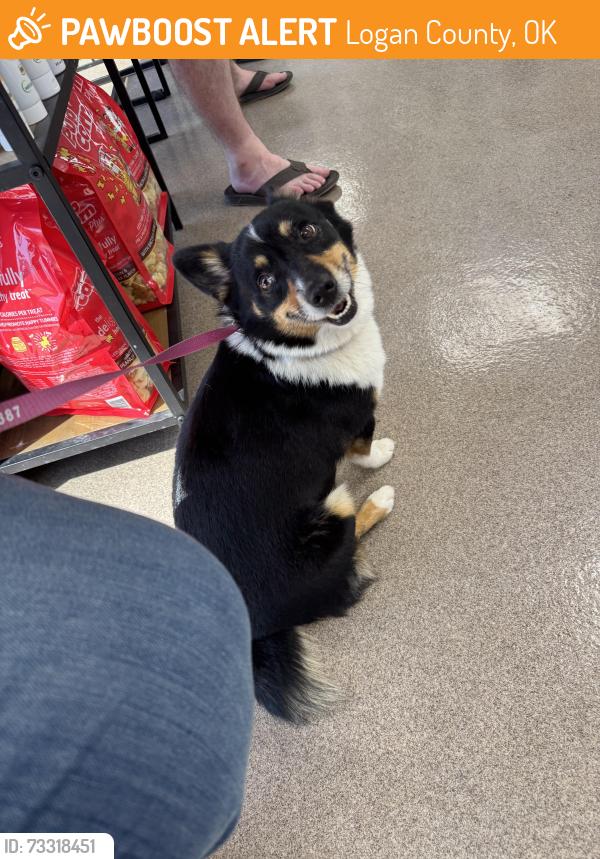 Found/Stray Female Dog last seen Simmons and Santa Fe, Logan County, OK 73025