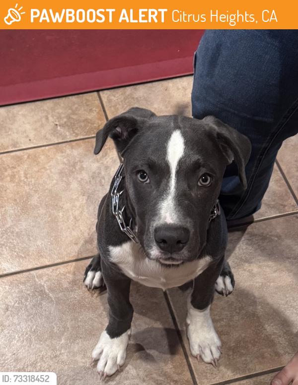 Found/Stray Male Dog last seen Van Maren Park, Citrus Heights, CA 95621