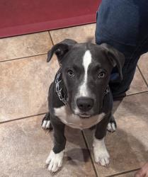 Found/Stray Male Dog last seen Van Maren Park, Citrus Heights, CA 95621