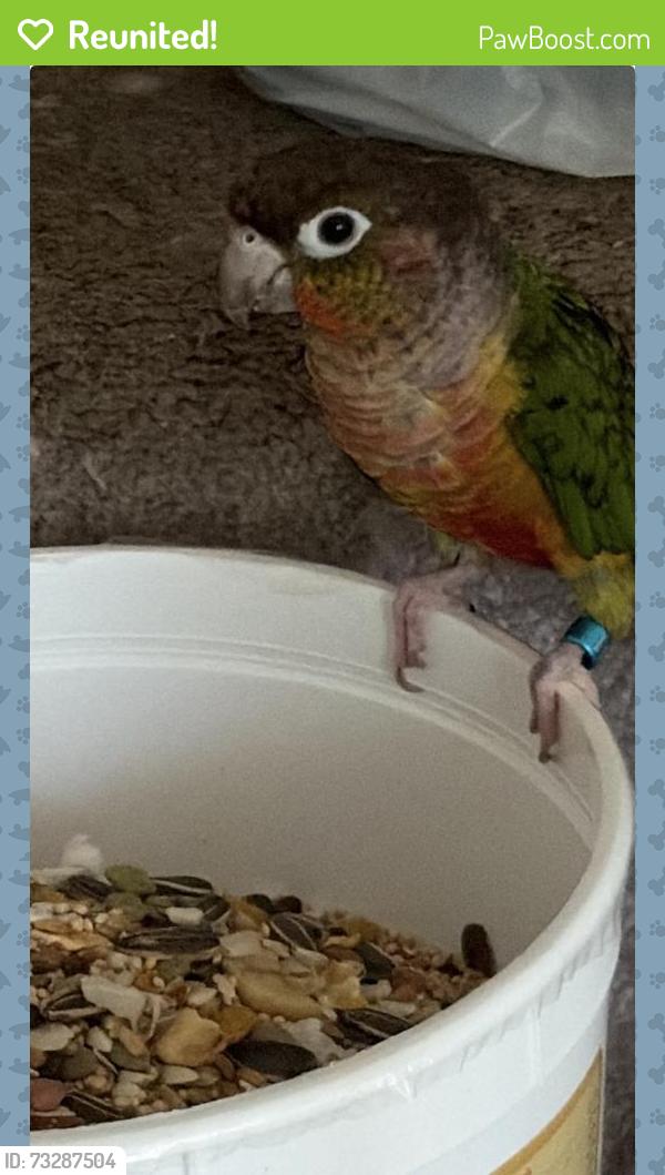 Reunited Unknown Bird last seen Near Clearbrook Ln, Bloomingdale, IL 60108, USA, Bloomingdale, IL 60108