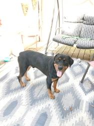 Found/Stray Male Dog last seen Clapp Mill Rd Burlington NC, Alamance County, NC 27215