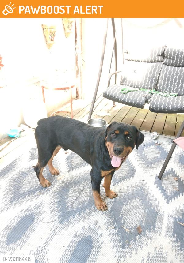 Found/Stray Male Dog last seen Clapp Mill Rd Burlington NC, Alamance County, NC 27215