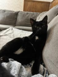 Reunited Male Cat last seen Trouble Creek and Thys, New Port Richey, FL 34653
