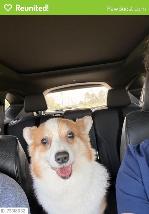 Reunited Female Dog last seen By Freedom Field, Brazoria County, TX 77583