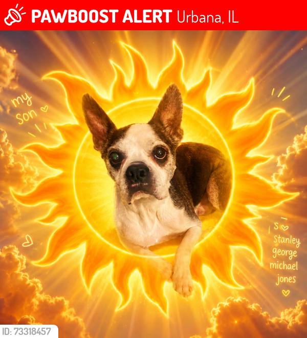 Lost Male Dog last seen S Poplar St and Green St, Urbana, IL 61802