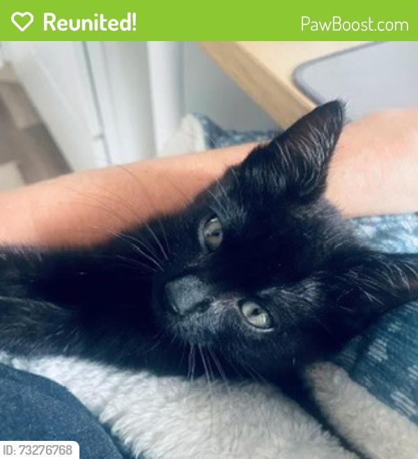 Reunited Male Cat last seen Ed Acklin Road and Damita Jo Drive, within property fenceline, Travis County, TX 78653