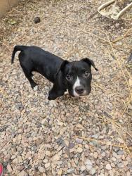 Found/Stray Female Dog last seen Recker and Ray at the Ashley Heights big park, Gilbert, AZ 85295