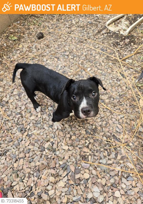Found/Stray Female Dog last seen Recker and Ray at the Ashley Heights big park, Gilbert, AZ 85295
