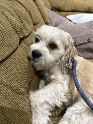 Lost Male Dog last seen Magnolia and Ball rd, Anaheim, CA 92804