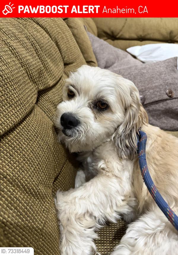 Lost Male Dog last seen Magnolia and Ball rd, Anaheim, CA 92804
