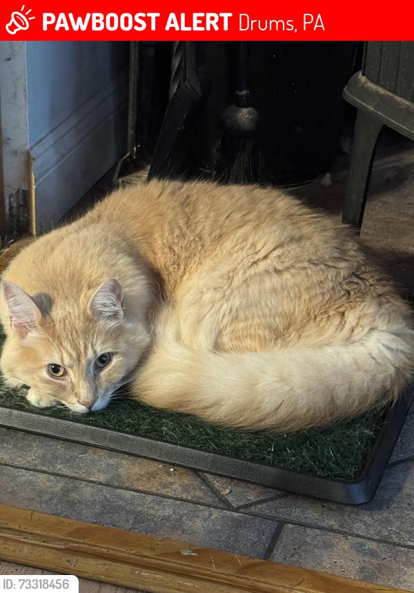 Lost Male Cat last seen Buck Ridge Dr and Grouse Ridge, Drums, PA 18222