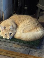 Lost Male Cat last seen Buck Ridge Dr and Grouse Ridge, Drums, PA 18222
