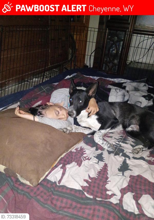 Lost Male Dog last seen Us 30 and Whitney road, Cheyenne, WY 82001